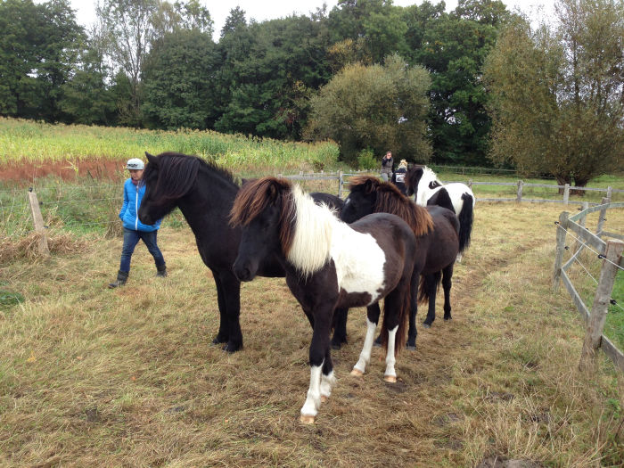 Reiten